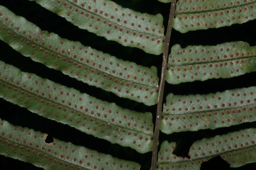 Lomariopsidaceae Cyclopeltis semicordata