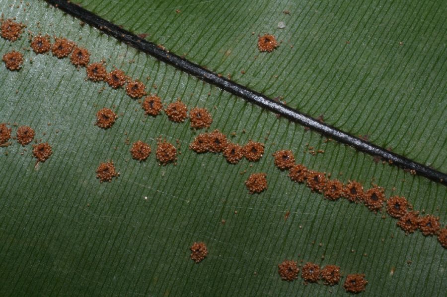 Oleandraceae Oleandra articulata