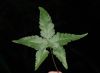 image of Hemionitis palmata
