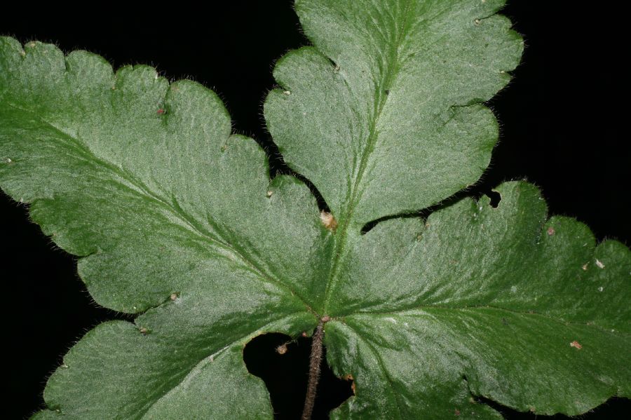 Pteridaceae Hemionitis palmata