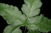image of Hemionitis palmata