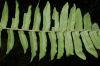 image of Nephrolepis brownii