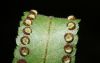 image of Nephrolepis brownii