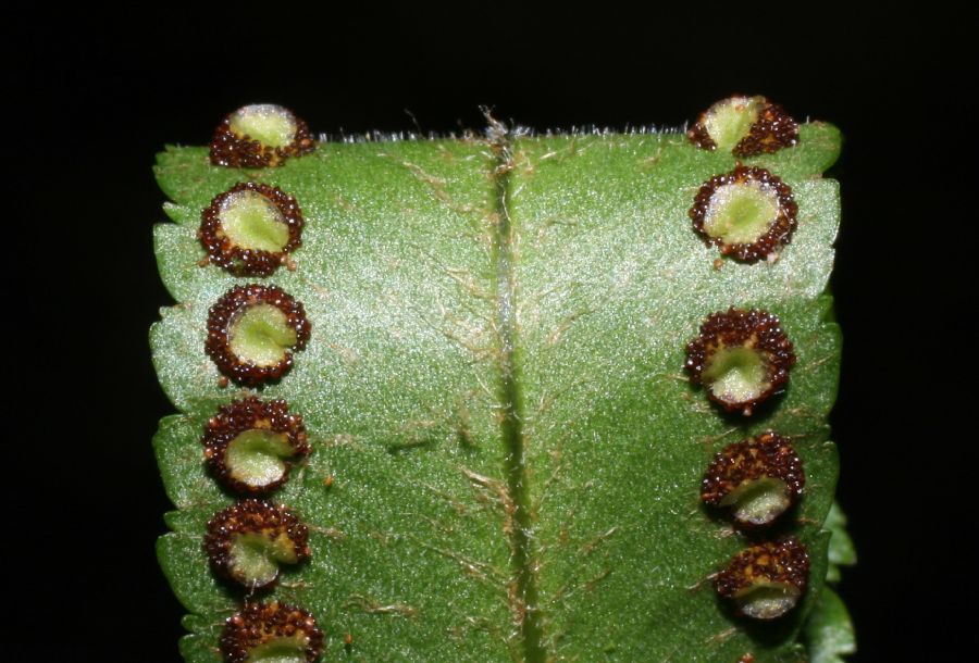 Nephrolepidaceae Nephrolepis brownii