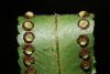 image of Nephrolepis brownii