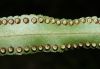 image of Nephrolepis brownii