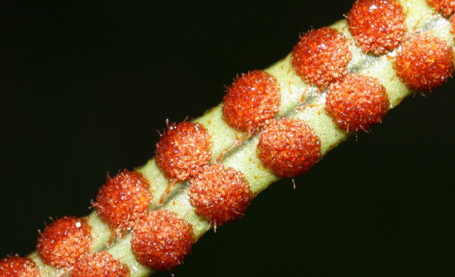 Polypodiaceae Microgramma reptans
