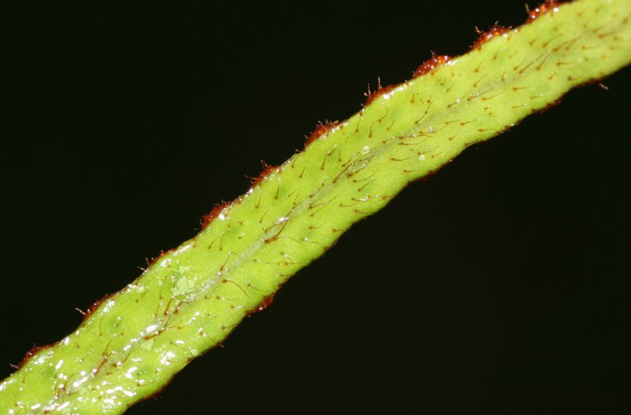 Polypodiaceae Microgramma reptans