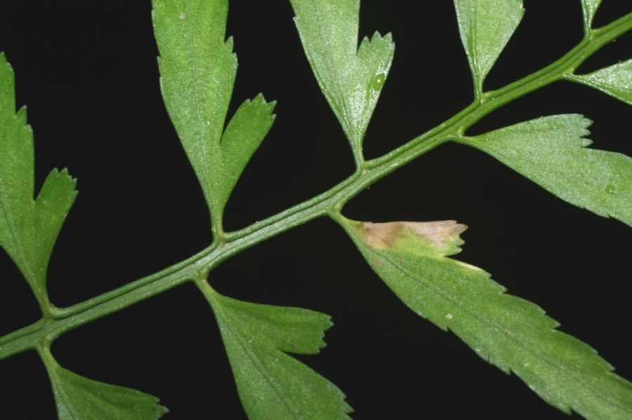 Aspleniaceae Asplenium monodon