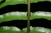 image of Nephrolepis brownii