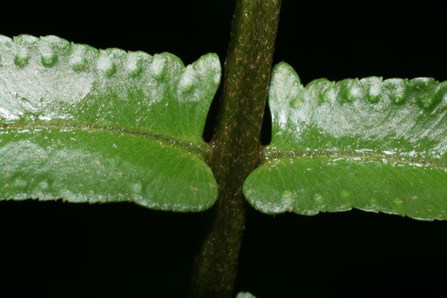Nephrolepidaceae Nephrolepis brownii