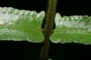 image of Nephrolepis brownii