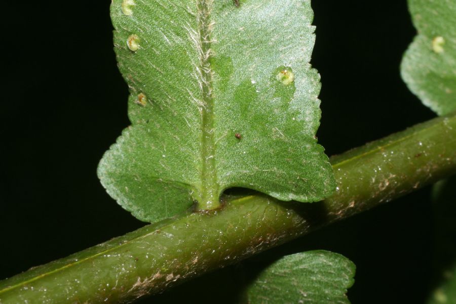 Nephrolepidaceae Nephrolepis brownii