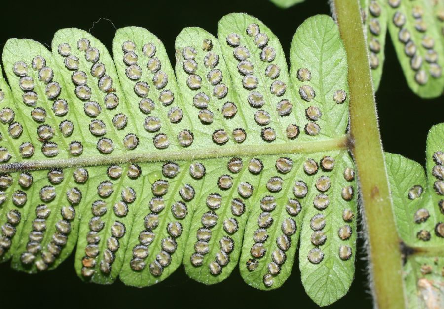 Thelypteridaceae Christella dentata