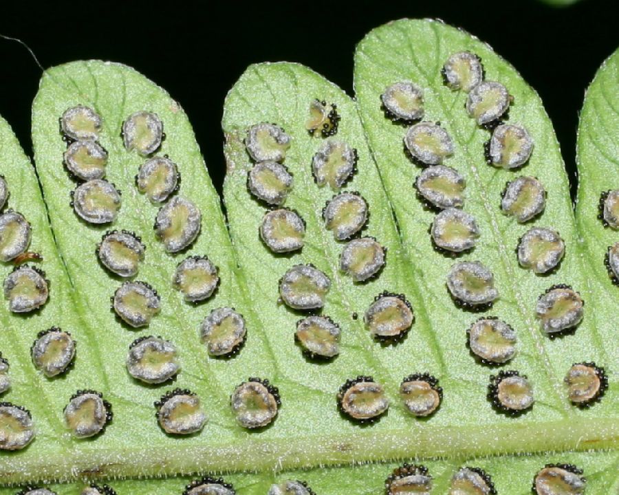 Thelypteridaceae Christella dentata