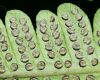 image of Christella dentata