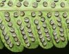 image of Christella dentata