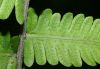 image of Christella dentata