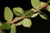 image of Plocosperma buxifolium