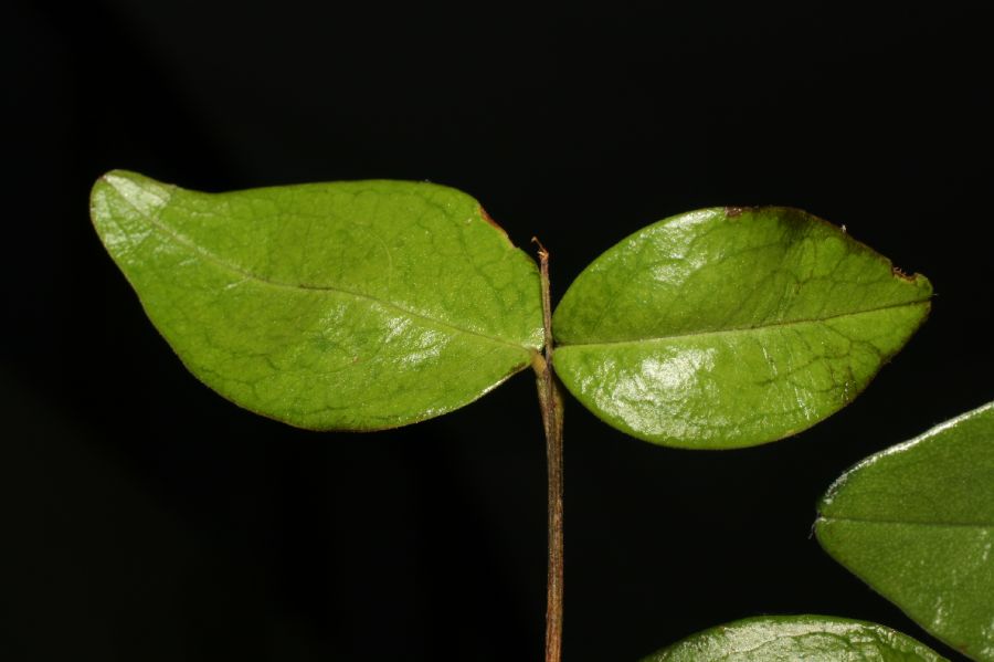 Plocospermataceae Plocosperma buxifolium