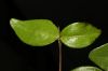 image of Plocosperma buxifolium