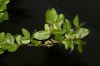 image of Plocosperma buxifolium