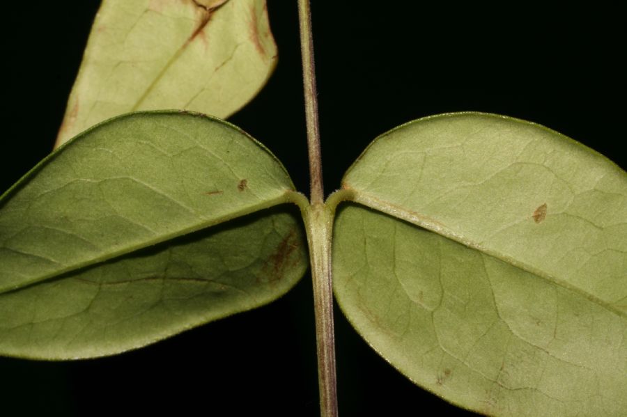 Plocospermataceae Plocosperma buxifolium