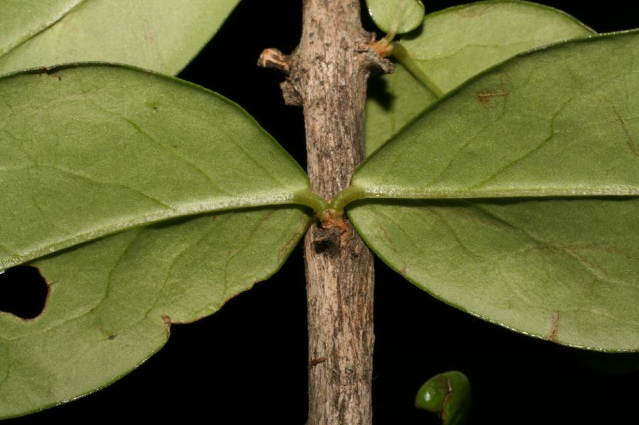 Plocospermataceae Plocosperma buxifolium
