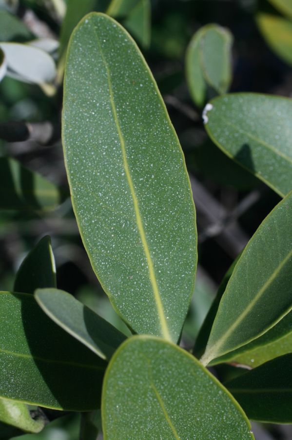 Acanthaceae Avicennia germinans