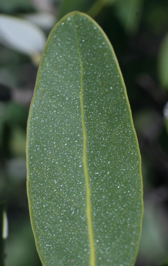 Acanthaceae Avicennia germinans