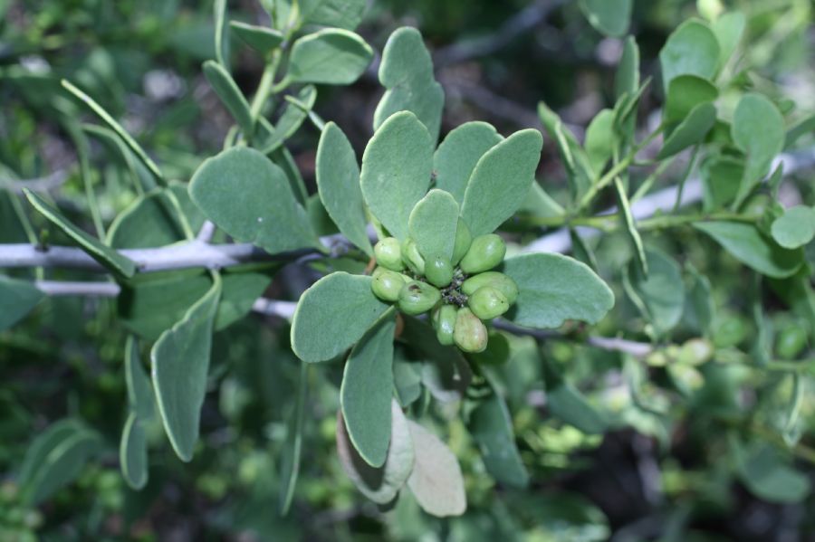 Celastraceae Maytenus phyllanthoides