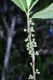 image of Myrsine floridana