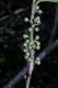 image of Myrsine floridana