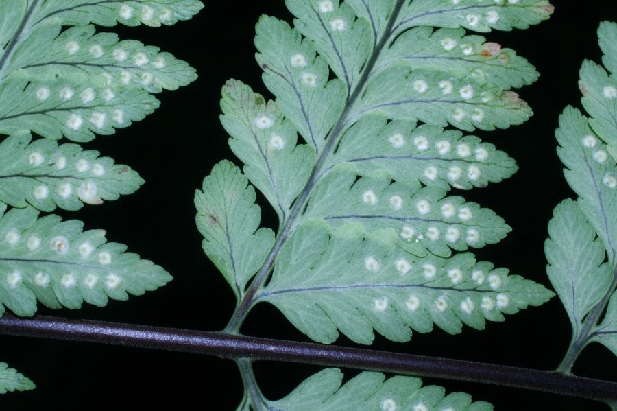 Dryopteridaceae Dryopteris patula