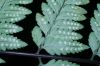 image of Dryopteris patula