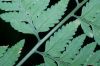 image of Dryopteris patula