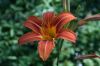 image of Hemerocallis fulva