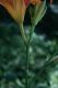 image of Hemerocallis fulva