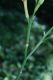 image of Hemerocallis fulva