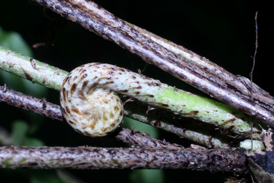 Nephrolepidaceae Nephrolepis brownii