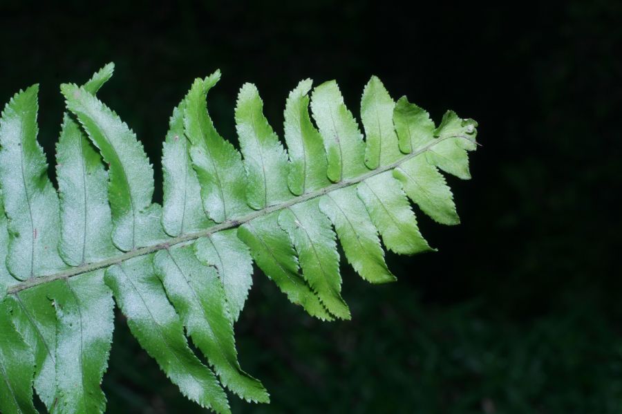 Nephrolepidaceae Nephrolepis brownii