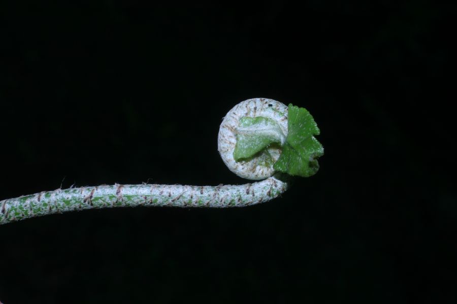 Nephrolepidaceae Nephrolepis brownii