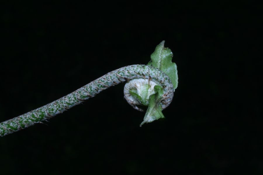 Nephrolepidaceae Nephrolepis brownii