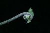 image of Nephrolepis brownii