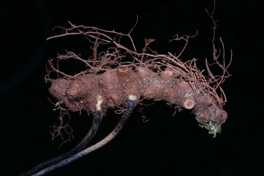 Polypodiaceae Pecluma divaricata