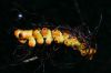 image of Pecluma divaricata