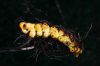 image of Pecluma divaricata
