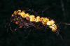 image of Pecluma divaricata