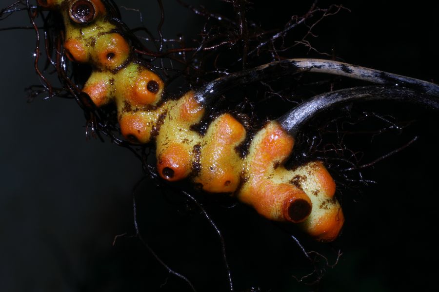 Polypodiaceae Pecluma divaricata