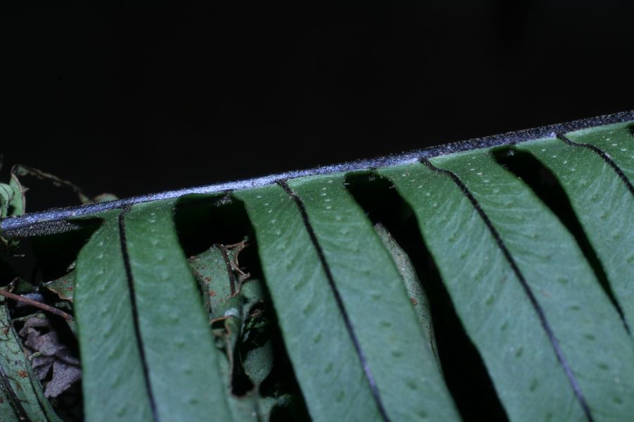 Polypodiaceae Pecluma divaricata
